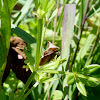 Two-horned Treehopper