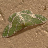 Lacy emerald moth (♂)