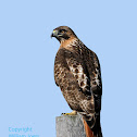 Red-Tailed Hawk