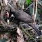 Red-whiskered Bulbul