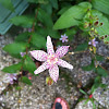 toad lily