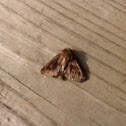 Bronzed Cutworm Moth