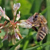 Honey Bee (on clover)