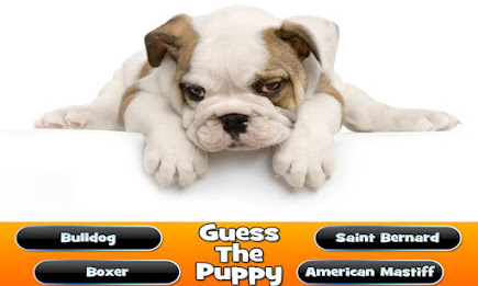 Guess The Puppy Breed Trivia poster 4