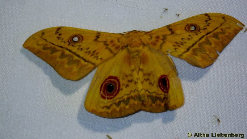 Southern Cat's Eye Emperor Moth