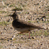 Crested Lark; Cogujada Común