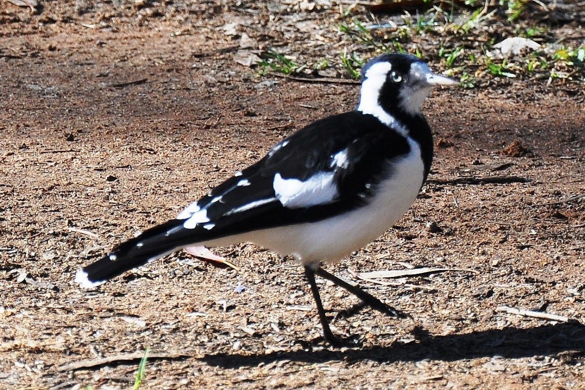 Magpie Lark (Female)