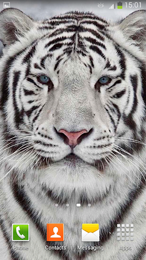 【免費個人化App】White Tiger Live Wallpaper-APP點子