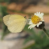 Broad-bordered Grass Yellow, Small Grass Yellow