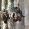 Burl (on maple sapling)