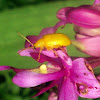 Sulphur Beetle