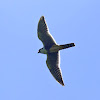 Falcão-de-coleira (Aplomado falcon)