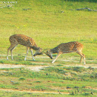 Chital Deers fighting