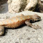 Eastern Fence Lizard