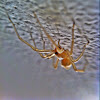 Yellow sac spider