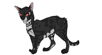 charcoal bengal 