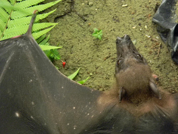 New Guinea Naked Backed Fruit Bat Project Noah