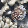 Feather-Duster Worm