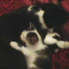 Domestic Kitten holding Mum