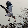 Yellow-billed Stork (with juvenile)