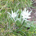 Edelweiss - Stella alpina