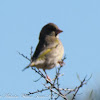 Greenfinch; Verderón