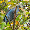 Asian Fairy Bluebird