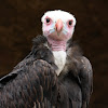 White Head Vulture