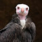 White Head Vulture