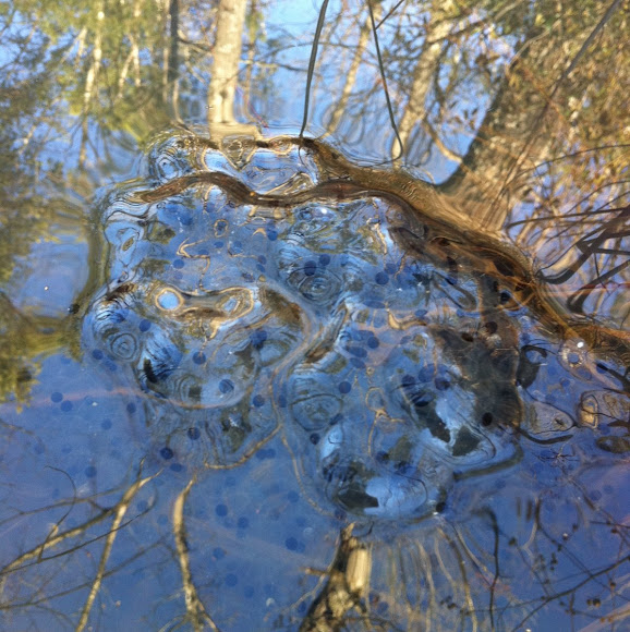 American Bullfrog eggs Project Noah