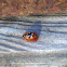 Seven-spotted lady beetle