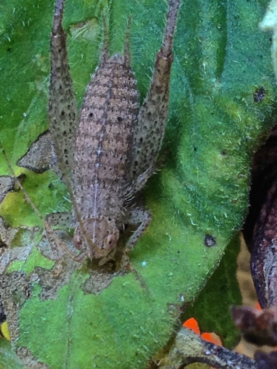 Bush Cricket