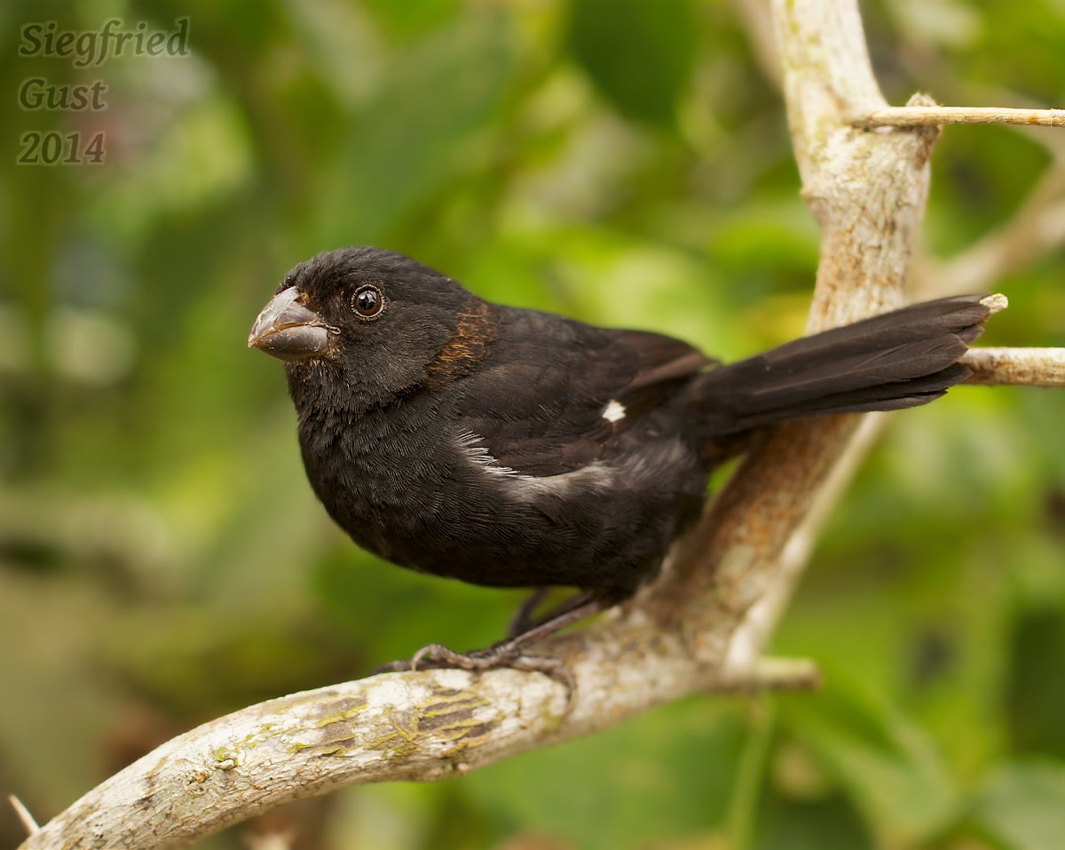 Thick-billed Seed-finch
