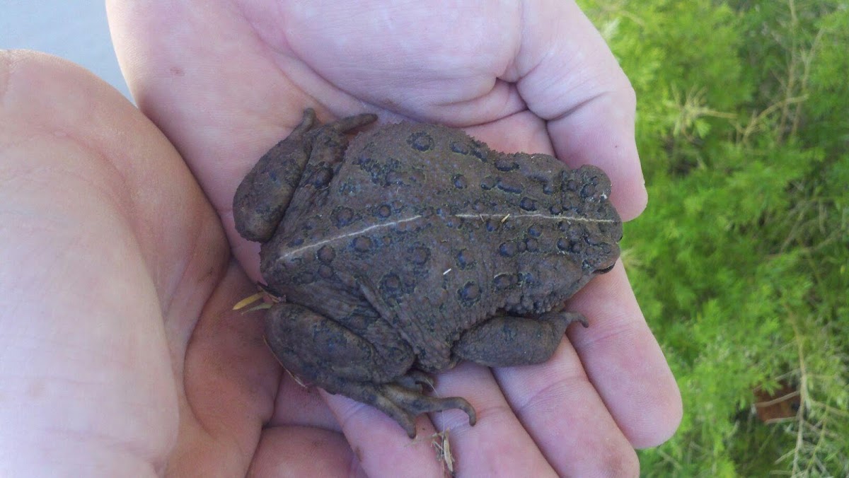 California Toad