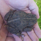 California Toad