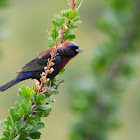 Varied Bunting