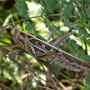 Migratory Bird Locust