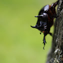 Ox Beetle