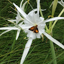 Carolina Spider Lily