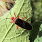 Cotton Stainer