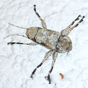 Long-Horned Wood-Boring Beetle