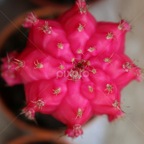 original pic , no copyright . love pink :D by Muhd Haziq - Flowers Single Flower