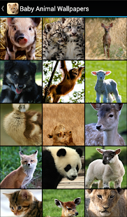 Baby Animal Wallpapers(圖2)-速報App