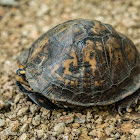 Eastern box turtle