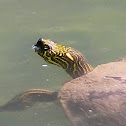Texas River Cooter