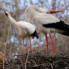 White stork clattering, crotoreo de cigueña comun