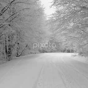 The winter run by Vladimir Bogovac - Landscapes Weather