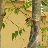 Variegated squirrel