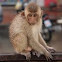 Rhesus macaque