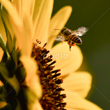 SUNFLOWER -HONEY BEE by Deven Dadbhawala -  